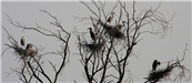 Birds in Tree
