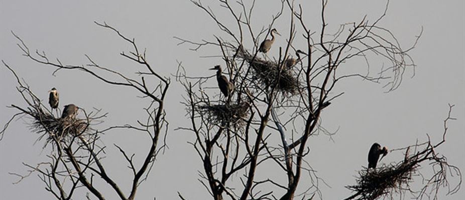 Birds in Tree